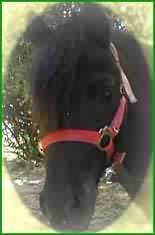 Pongo