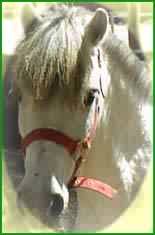 Squirt